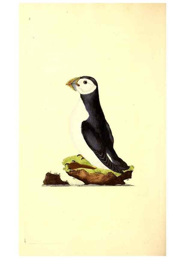 Reproducción/Reproduction 49530700053: The natural history of British birds, or, A selection of the most rare, beautiful and interesting birds which inhabit this country :. London :Printed for the author, and for F. and C. Rivington ...,1794[-1819]. 