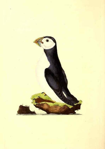 Reproducción/Reproduction 49530700053: The natural history of British birds, or, A selection of the most rare, beautiful and interesting birds which inhabit this country :. London :Printed for the author, and for F. and C. Rivington ...,1794[-1819]. 