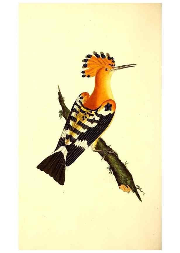 Reproducción/Reproduction 49531427087: The natural history of British birds, or, A selection of the most rare, beautiful and interesting birds which inhabit this country :. London :Printed for the author, and for F. and C. Rivington ...,1794[-1819]. 