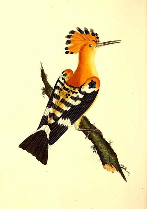 Reproducción/Reproduction 49531427087: The natural history of British birds, or, A selection of the most rare, beautiful and interesting birds which inhabit this country :. London :Printed for the author, and for F. and C. Rivington ...,1794[-1819]. 