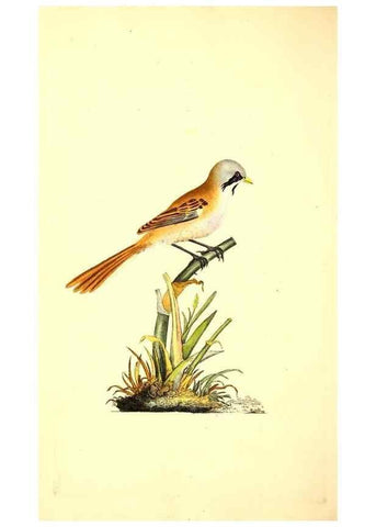 Reproducción/Reproduction 49531423942: The natural history of British birds, or, A selection of the most rare, beautiful and interesting birds which inhabit this country :. London :Printed for the author, and for F. and C. Rivington ...,1794[-1819]. 