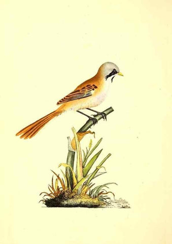 Reproducción/Reproduction 49531423942: The natural history of British birds, or, A selection of the most rare, beautiful and interesting birds which inhabit this country :. London :Printed for the author, and for F. and C. Rivington ...,1794[-1819]. 