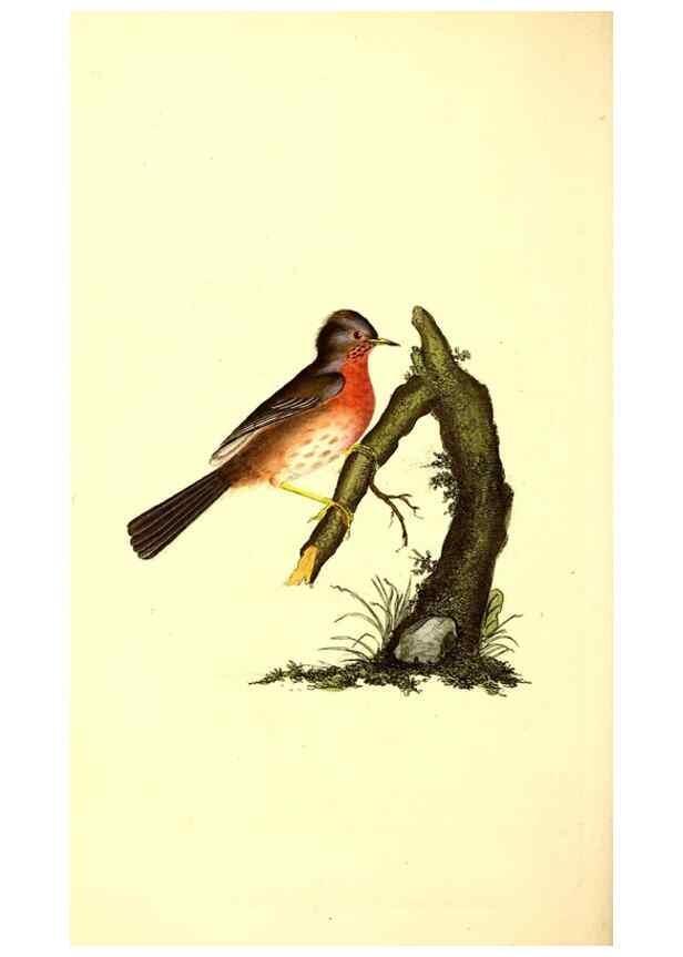 Reproducción/Reproduction 49531427357: The natural history of British birds, or, A selection of the most rare, beautiful and interesting birds which inhabit this country :. London :Printed for the author, and for F. and C. Rivington ...,1794[-1819]. 