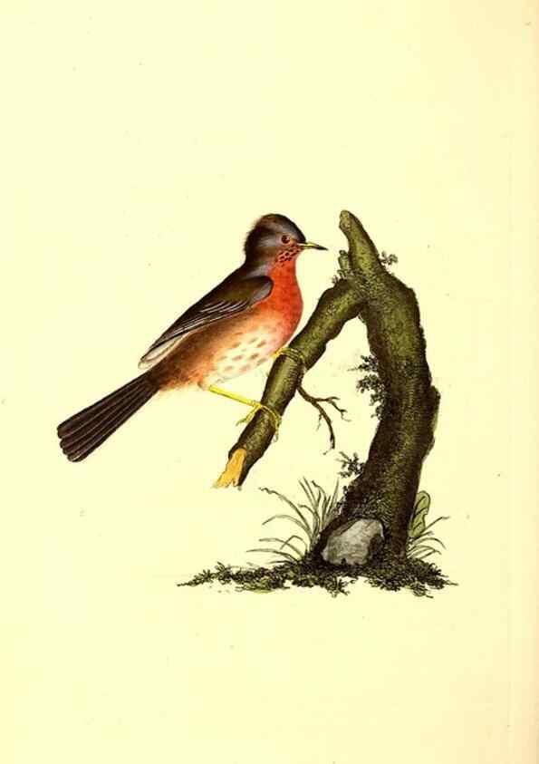 Reproducción/Reproduction 49531427357: The natural history of British birds, or, A selection of the most rare, beautiful and interesting birds which inhabit this country :. London :Printed for the author, and for F. and C. Rivington ...,1794[-1819]. 