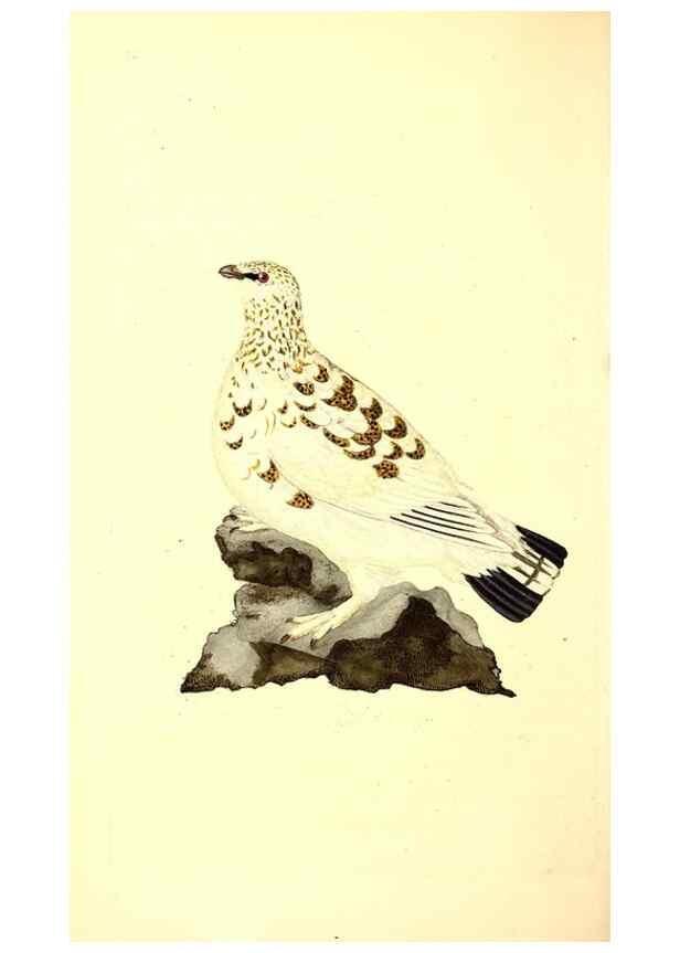 Reproducción/Reproduction 49531427997: The natural history of British birds, or, A selection of the most rare, beautiful and interesting birds which inhabit this country :. London :Printed for the author, and for F. and C. Rivington ...,1794[-1819]. 