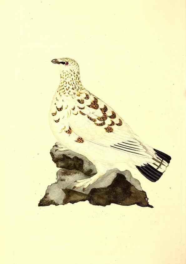 Reproducción/Reproduction 49531427997: The natural history of British birds, or, A selection of the most rare, beautiful and interesting birds which inhabit this country :. London :Printed for the author, and for F. and C. Rivington ...,1794[-1819]. 