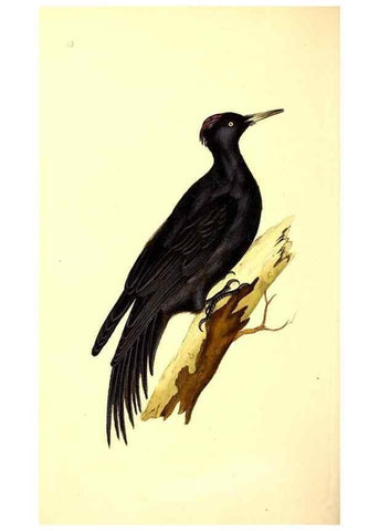 Reproducción/Reproduction 49531203946: The natural history of British birds, or, A selection of the most rare, beautiful and interesting birds which inhabit this country :. London :Printed for the author, and for F. and C. Rivington ...,1794[-1819]. 