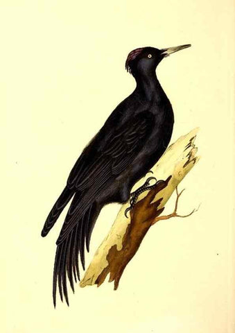 Reproducción/Reproduction 49531203946: The natural history of British birds, or, A selection of the most rare, beautiful and interesting birds which inhabit this country :. London :Printed for the author, and for F. and C. Rivington ...,1794[-1819]. 