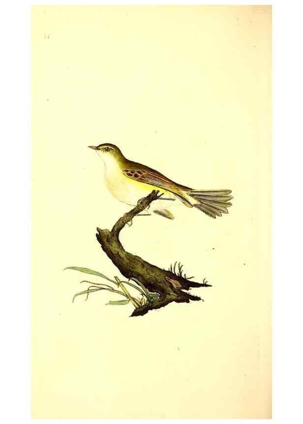 Reproducción/Reproduction 49531428727: The natural history of British birds, or, A selection of the most rare, beautiful and interesting birds which inhabit this country :. London :Printed for the author, and for F. and C. Rivington ...,1794[-1819]. 