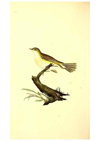 Reproducción/Reproduction 49531428727: The natural history of British birds, or, A selection of the most rare, beautiful and interesting birds which inhabit this country :. London :Printed for the author, and for F. and C. Rivington ...,1794[-1819]. 