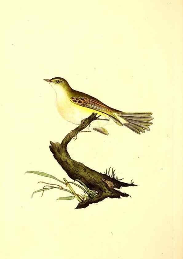 Reproducción/Reproduction 49531428727: The natural history of British birds, or, A selection of the most rare, beautiful and interesting birds which inhabit this country :. London :Printed for the author, and for F. and C. Rivington ...,1794[-1819]. 