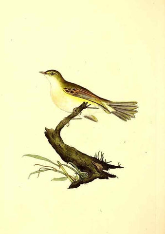 Reproducción/Reproduction 49531428727: The natural history of British birds, or, A selection of the most rare, beautiful and interesting birds which inhabit this country :. London :Printed for the author, and for F. and C. Rivington ...,1794[-1819]. 