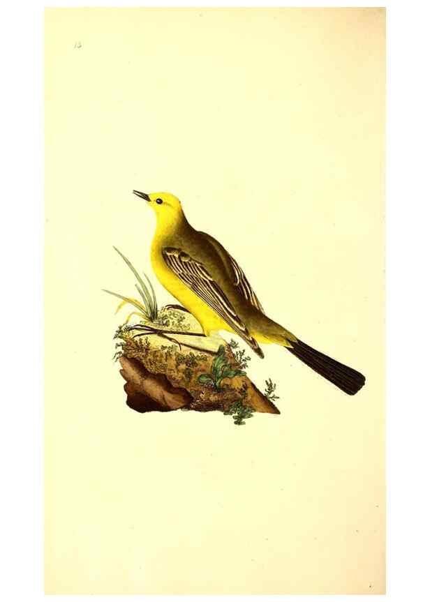 Reproducción/Reproduction 49531204626: The natural history of British birds, or, A selection of the most rare, beautiful and interesting birds which inhabit this country :. London :Printed for the author, and for F. and C. Rivington ...,1794[-1819]. 