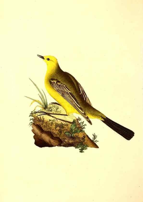 Reproducción/Reproduction 49531204626: The natural history of British birds, or, A selection of the most rare, beautiful and interesting birds which inhabit this country :. London :Printed for the author, and for F. and C. Rivington ...,1794[-1819]. 