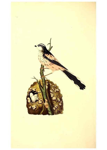 Reproducción/Reproduction 49531429332: The natural history of British birds, or, A selection of the most rare, beautiful and interesting birds which inhabit this country :. London :Printed for the author, and for F. and C. Rivington ...,1794[-1819]. 