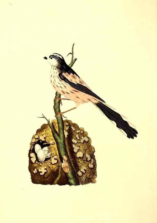 Reproducción/Reproduction 49531429332: The natural history of British birds, or, A selection of the most rare, beautiful and interesting birds which inhabit this country :. London :Printed for the author, and for F. and C. Rivington ...,1794[-1819]. 