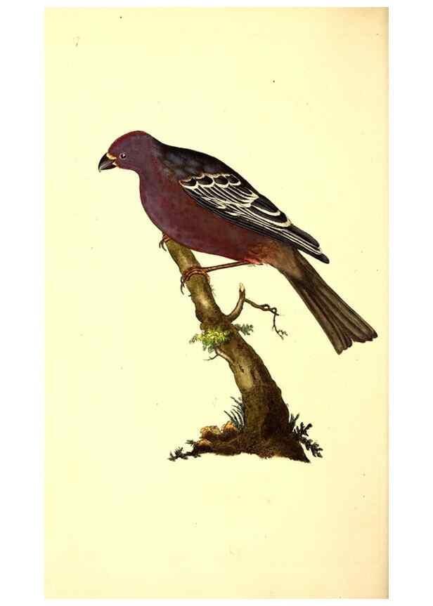Reproducción/Reproduction 49530702598: The natural history of British birds, or, A selection of the most rare, beautiful and interesting birds which inhabit this country :. London :Printed for the author, and for F. and C. Rivington ...,1794[-1819]. 