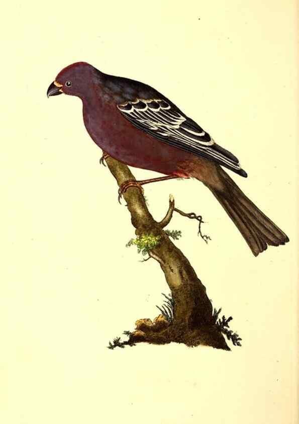 Reproducción/Reproduction 49530702598: The natural history of British birds, or, A selection of the most rare, beautiful and interesting birds which inhabit this country :. London :Printed for the author, and for F. and C. Rivington ...,1794[-1819]. 