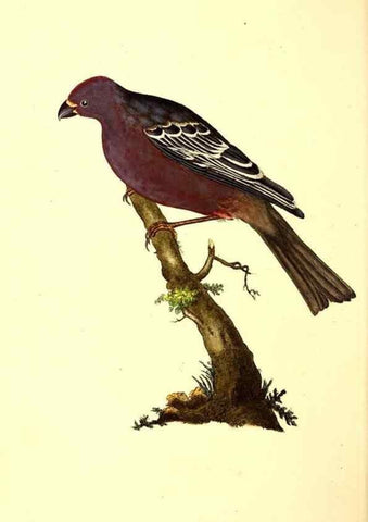 Reproducción/Reproduction 49530702598: The natural history of British birds, or, A selection of the most rare, beautiful and interesting birds which inhabit this country :. London :Printed for the author, and for F. and C. Rivington ...,1794[-1819]. 