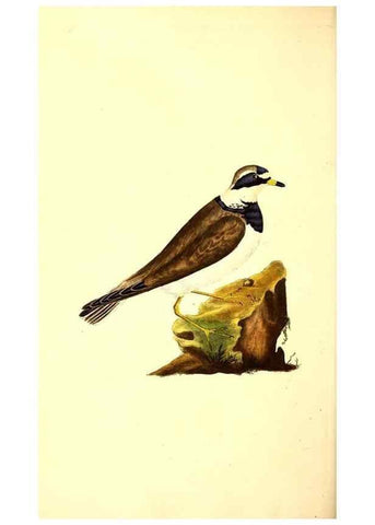 Reproducción/Reproduction 49531205381: The natural history of British birds, or, A selection of the most rare, beautiful and interesting birds which inhabit this country :. London :Printed for the author, and for F. and C. Rivington ...,1794[-1819]. 