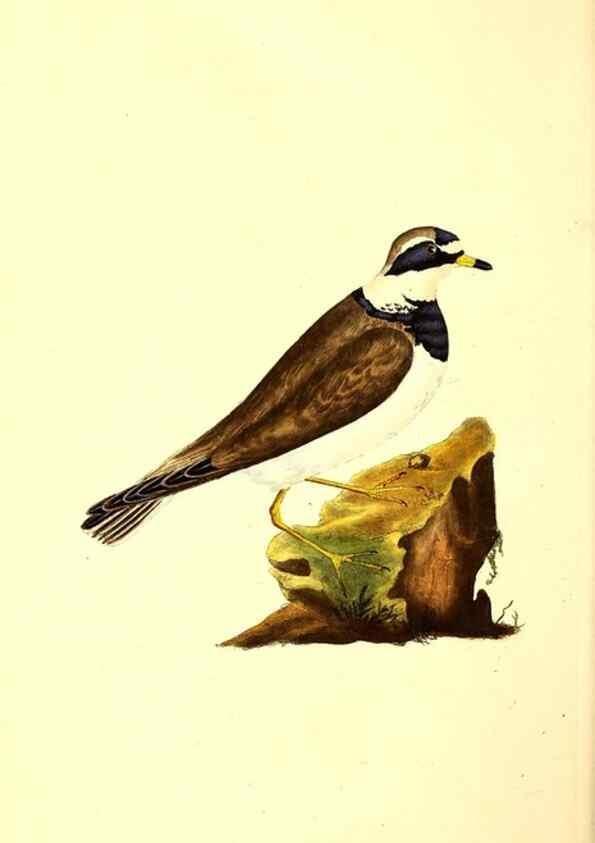 Reproducción/Reproduction 49531205381: The natural history of British birds, or, A selection of the most rare, beautiful and interesting birds which inhabit this country :. London :Printed for the author, and for F. and C. Rivington ...,1794[-1819]. 