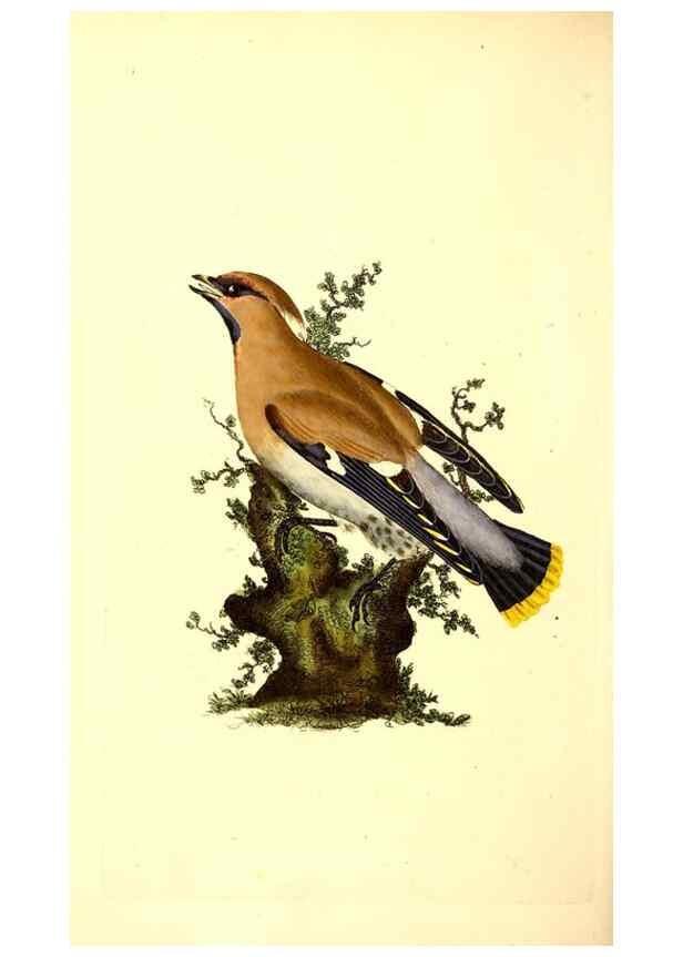 Reproducción/Reproduction 49531203291: The natural history of British birds, or, A selection of the most rare, beautiful and interesting birds which inhabit this country :. London :Printed for the author, and for F. and C. Rivington ...,1794[-1819]. 