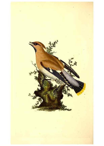 Reproducción/Reproduction 49531203291: The natural history of British birds, or, A selection of the most rare, beautiful and interesting birds which inhabit this country :. London :Printed for the author, and for F. and C. Rivington ...,1794[-1819]. 
