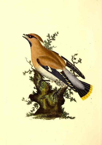 Reproducción/Reproduction 49531203291: The natural history of British birds, or, A selection of the most rare, beautiful and interesting birds which inhabit this country :. London :Printed for the author, and for F. and C. Rivington ...,1794[-1819]. 