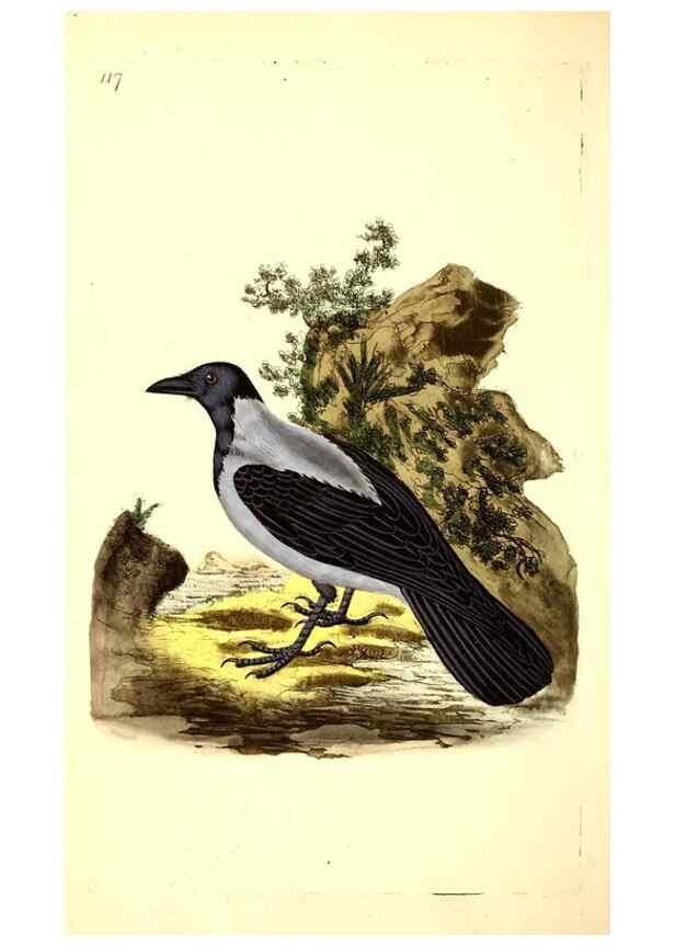 Reproducción/Reproduction 49531749162: The natural history of British birds, or, A selection of the most rare, beautiful and interesting birds which inhabit this country :. London :Printed for the author, and for F. and C. Rivington ...,1794[-1819]. 