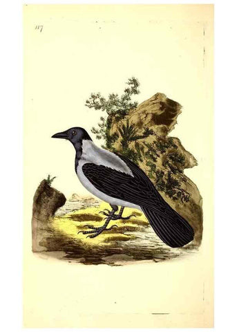 Reproducción/Reproduction 49531749162: The natural history of British birds, or, A selection of the most rare, beautiful and interesting birds which inhabit this country :. London :Printed for the author, and for F. and C. Rivington ...,1794[-1819]. 