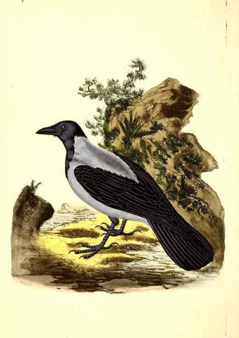 Reproducción/Reproduction 49531749162: The natural history of British birds, or, A selection of the most rare, beautiful and interesting birds which inhabit this country :. London :Printed for the author, and for F. and C. Rivington ...,1794[-1819]. 