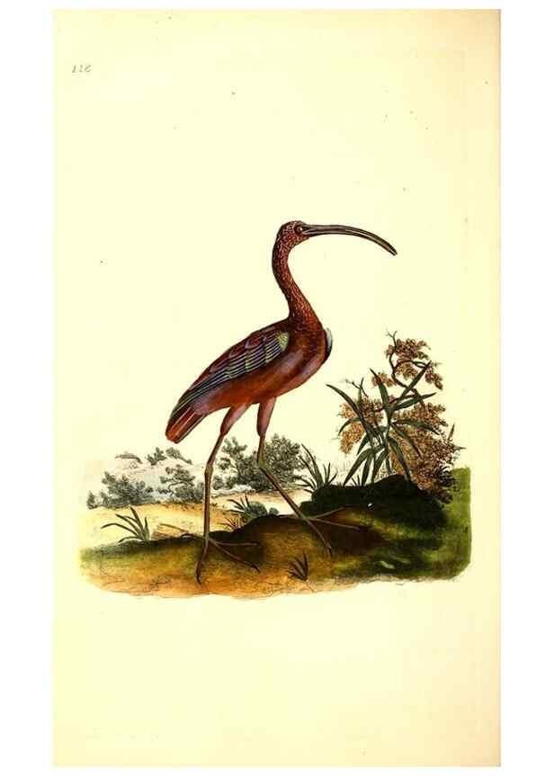Reproducción/Reproduction 49531749492: The natural history of British birds, or, A selection of the most rare, beautiful and interesting birds which inhabit this country :. London :Printed for the author, and for F. and C. Rivington ...,1794[-1819]. 