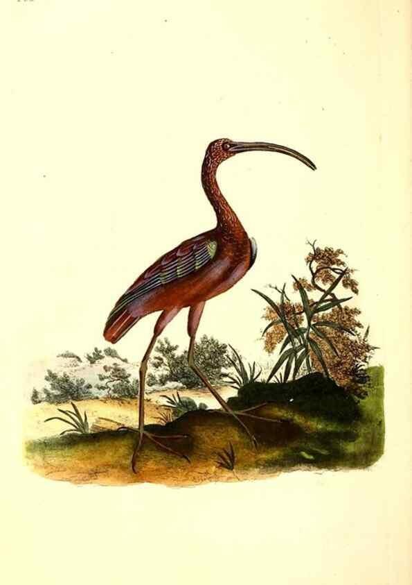 Reproducción/Reproduction 49531749492: The natural history of British birds, or, A selection of the most rare, beautiful and interesting birds which inhabit this country :. London :Printed for the author, and for F. and C. Rivington ...,1794[-1819]. 