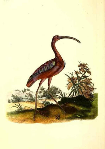 Reproducción/Reproduction 49531749492: The natural history of British birds, or, A selection of the most rare, beautiful and interesting birds which inhabit this country :. London :Printed for the author, and for F. and C. Rivington ...,1794[-1819]. 