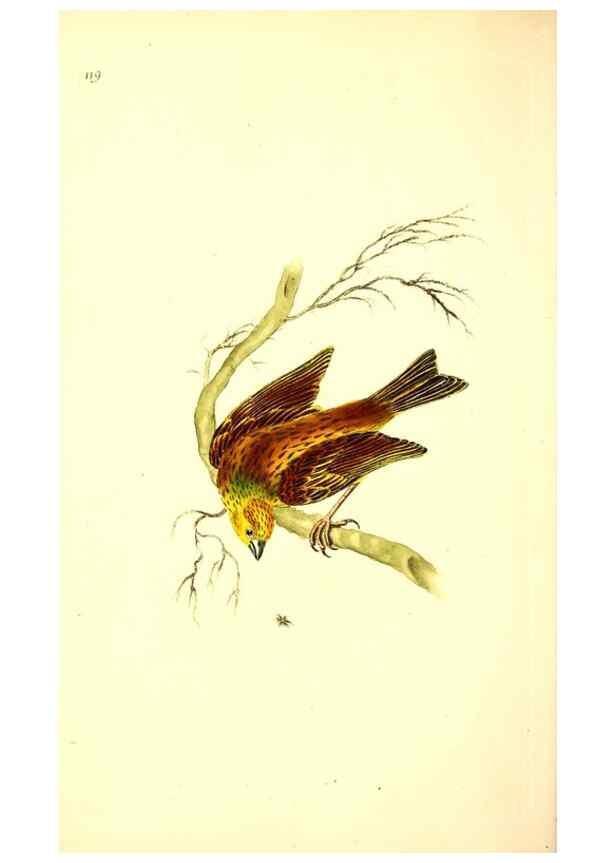 Reproducción/Reproduction 49531021448: The natural history of British birds, or, A selection of the most rare, beautiful and interesting birds which inhabit this country :. London :Printed for the author, and for F. and C. Rivington ...,1794[-1819]. 
