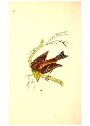 Reproducción/Reproduction 49531021448: The natural history of British birds, or, A selection of the most rare, beautiful and interesting birds which inhabit this country :. London :Printed for the author, and for F. and C. Rivington ...,1794[-1819]. 
