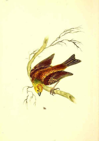 Reproducción/Reproduction 49531021448: The natural history of British birds, or, A selection of the most rare, beautiful and interesting birds which inhabit this country :. London :Printed for the author, and for F. and C. Rivington ...,1794[-1819]. 