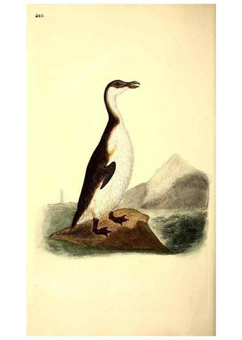 Reproducción/Reproduction 49531737446: The natural history of British birds, or, A selection of the most rare, beautiful and interesting birds which inhabit this country :. London :Printed for the author, and for F. and C. Rivington ...,1794[-1819]. 