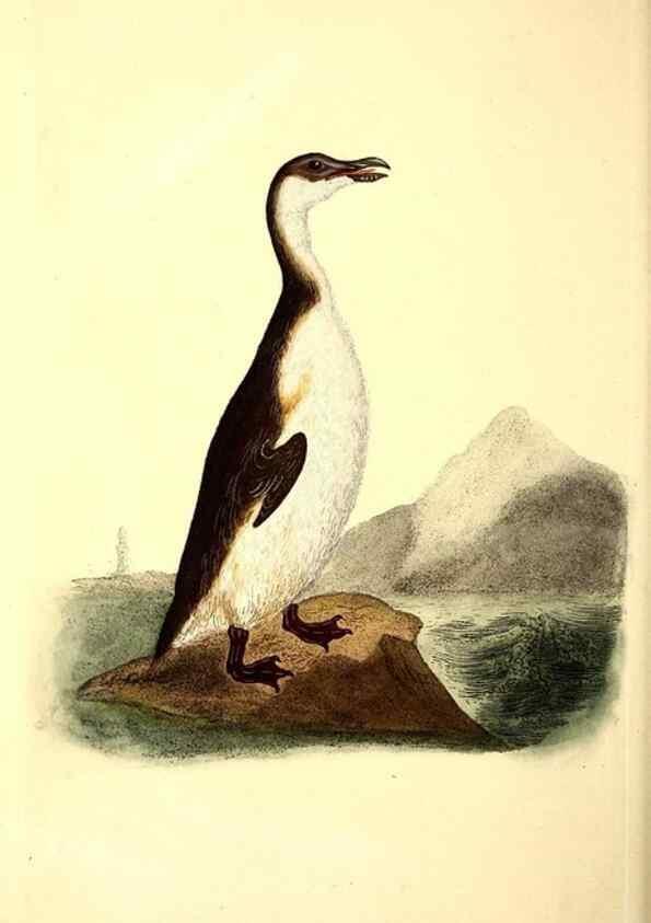 Reproducción/Reproduction 49531737446: The natural history of British birds, or, A selection of the most rare, beautiful and interesting birds which inhabit this country :. London :Printed for the author, and for F. and C. Rivington ...,1794[-1819]. 