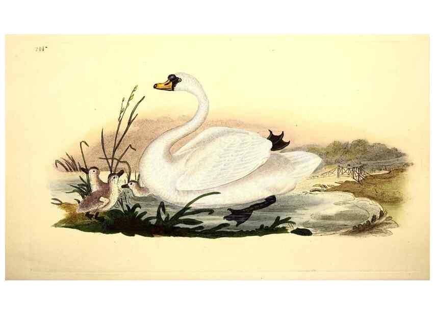 Reproducción/Reproduction 49531737726: The natural history of British birds, or, A selection of the most rare, beautiful and interesting birds which inhabit this country :. London :Printed for the author, and for F. and C. Rivington ...,1794[-1819]. 