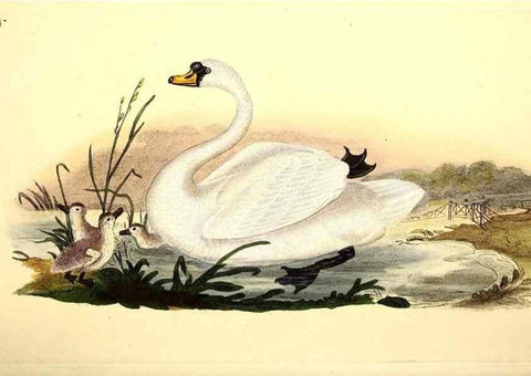 Reproducción/Reproduction 49531737726: The natural history of British birds, or, A selection of the most rare, beautiful and interesting birds which inhabit this country :. London :Printed for the author, and for F. and C. Rivington ...,1794[-1819]. 