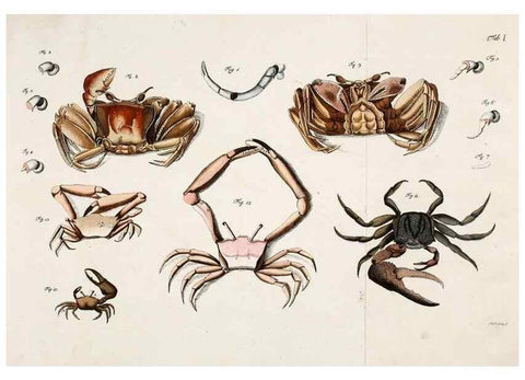 Reproducción/Reproduction 49533537323: Versuch einer Naturgeschichte der Krabben und Krebse :. Berlin ;Bei Gottlieb August Lange,1782-1804.. 
