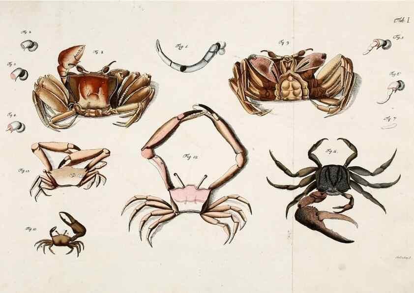 Reproducción/Reproduction 49533537323: Versuch einer Naturgeschichte der Krabben und Krebse :. Berlin ;Bei Gottlieb August Lange,1782-1804.. 