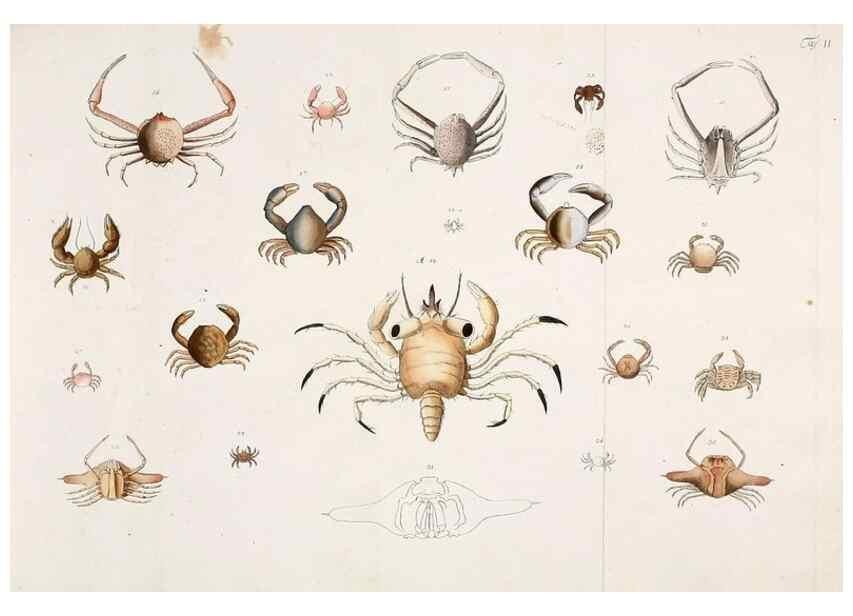 Reproducción/Reproduction 49534031611: Versuch einer Naturgeschichte der Krabben und Krebse :. Berlin ;Bei Gottlieb August Lange,1782-1804.. 