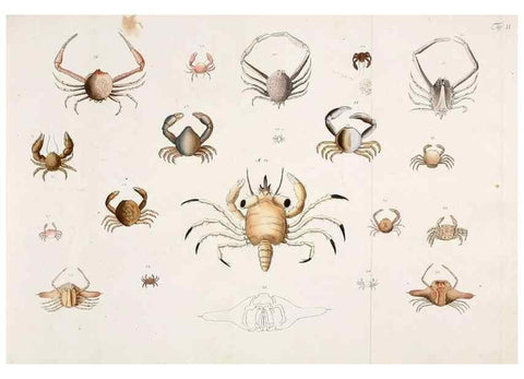 Reproducción/Reproduction 49534031611: Versuch einer Naturgeschichte der Krabben und Krebse :. Berlin ;Bei Gottlieb August Lange,1782-1804.. 