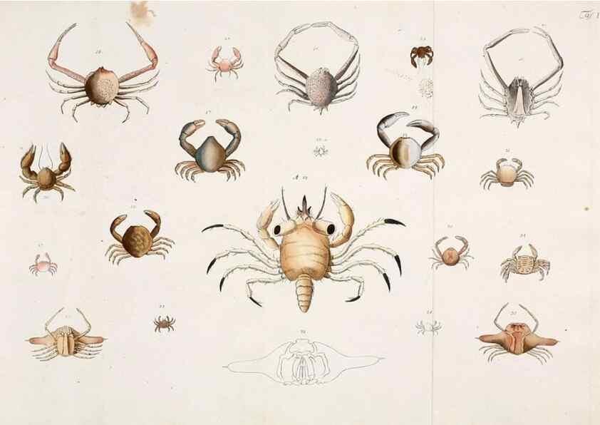 Reproducción/Reproduction 49534031611: Versuch einer Naturgeschichte der Krabben und Krebse :. Berlin ;Bei Gottlieb August Lange,1782-1804.. 