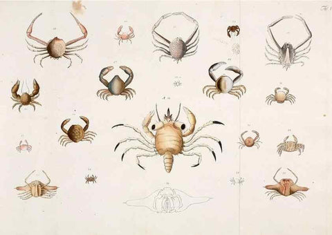 Reproducción/Reproduction 49534031611: Versuch einer Naturgeschichte der Krabben und Krebse :. Berlin ;Bei Gottlieb August Lange,1782-1804.. 