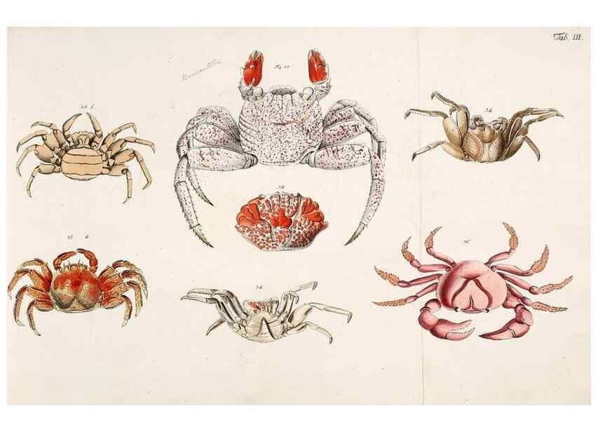 Reproducción/Reproduction 49534259562: Versuch einer Naturgeschichte der Krabben und Krebse :. Berlin ;Bei Gottlieb August Lange,1782-1804.. 