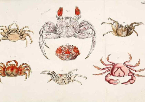 Reproducción/Reproduction 49534259562: Versuch einer Naturgeschichte der Krabben und Krebse :. Berlin ;Bei Gottlieb August Lange,1782-1804.. 