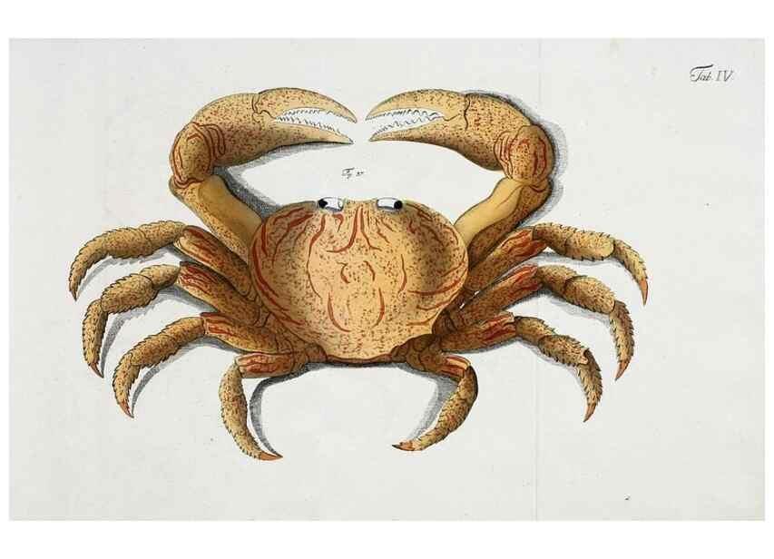 Reproducción/Reproduction 49534259702: Versuch einer Naturgeschichte der Krabben und Krebse :. Berlin ;Bei Gottlieb August Lange,1782-1804.. 